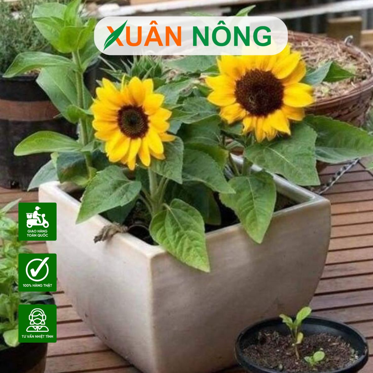 hat-giong-huong-duong
