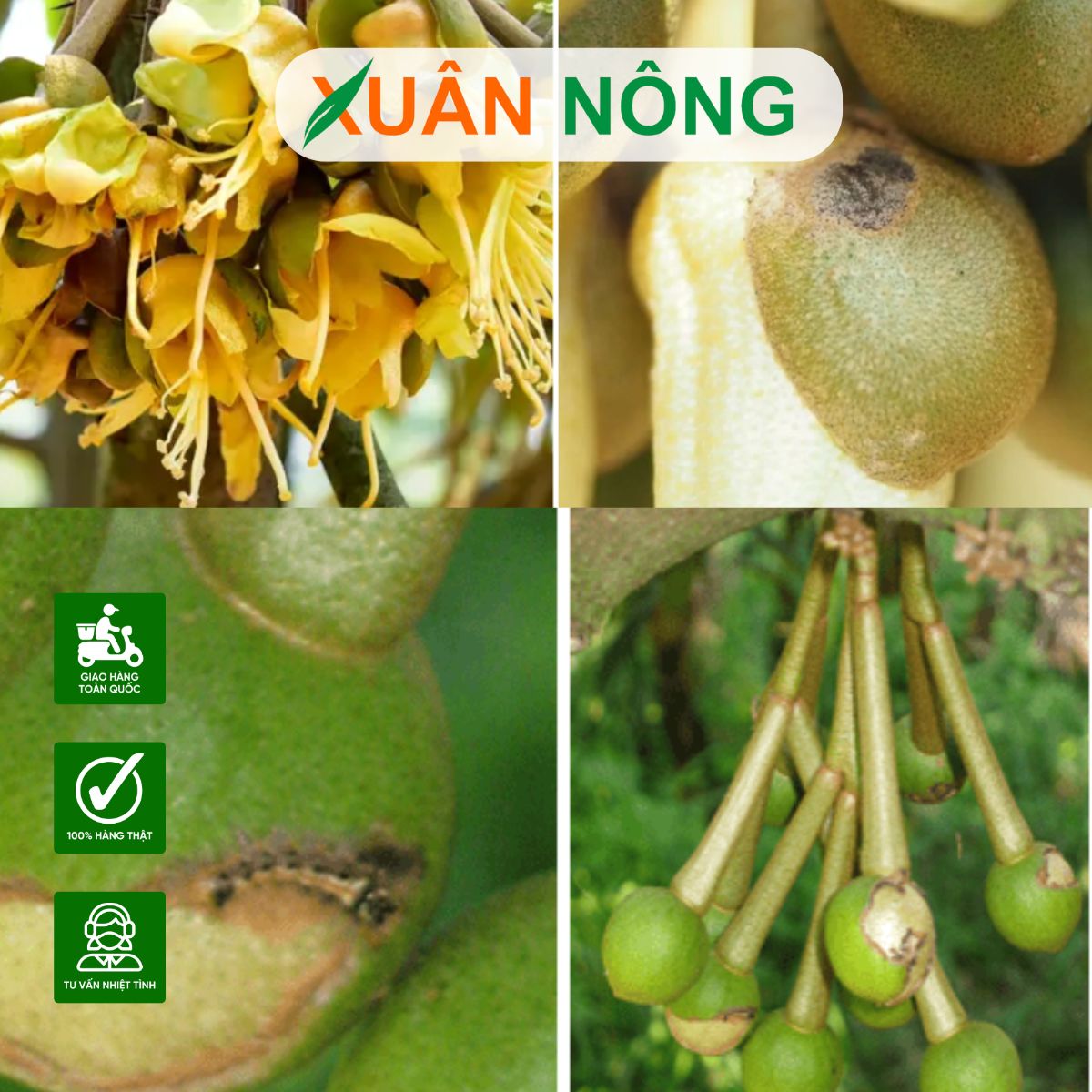 hoa-bị-sau-hai