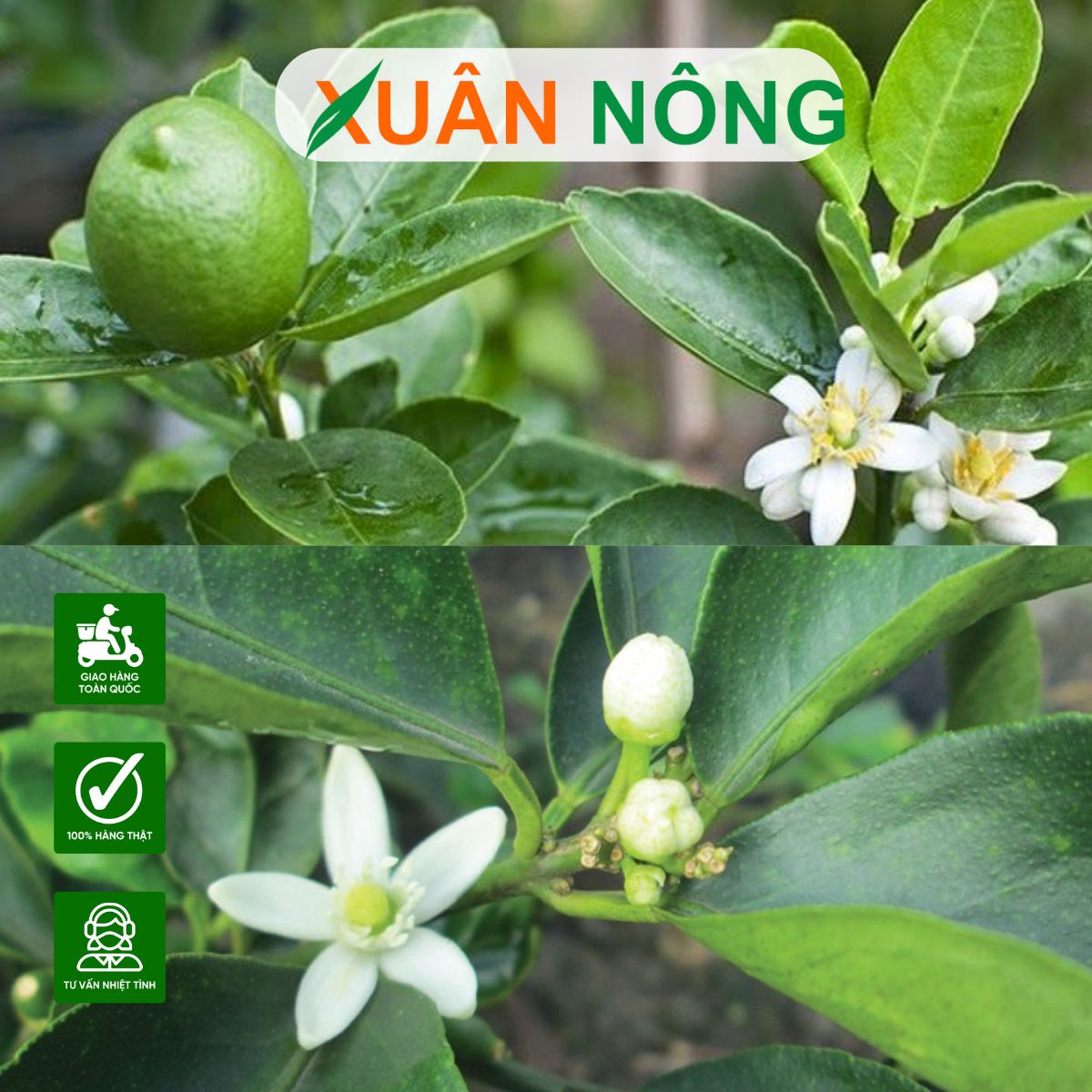 hoa-chanh