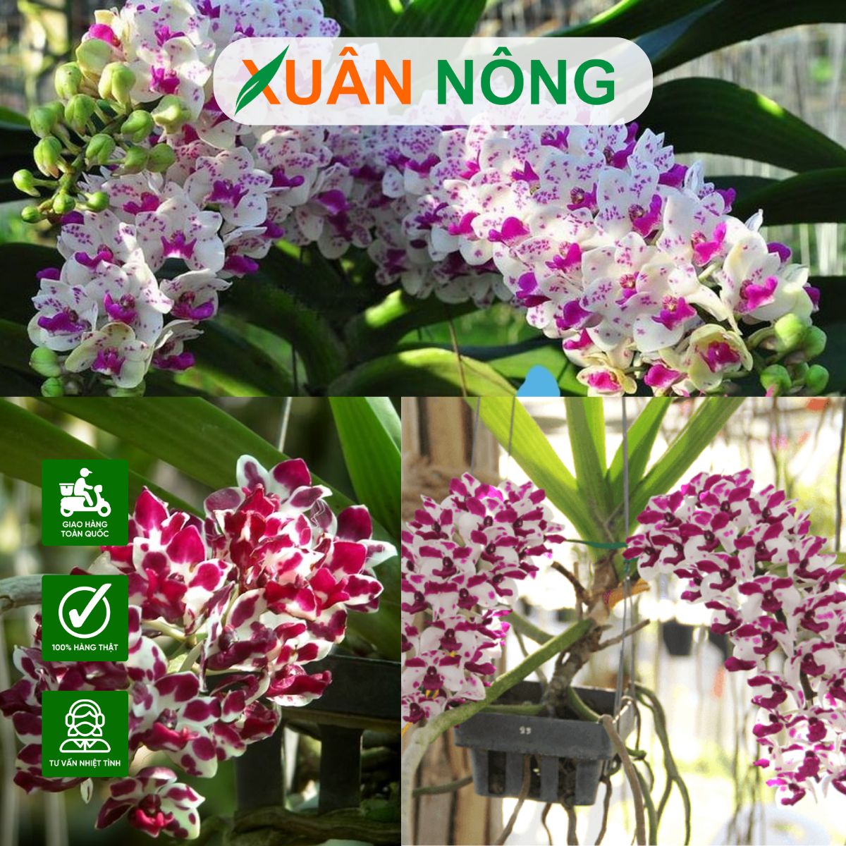 hoa-lan-ngoc-diem