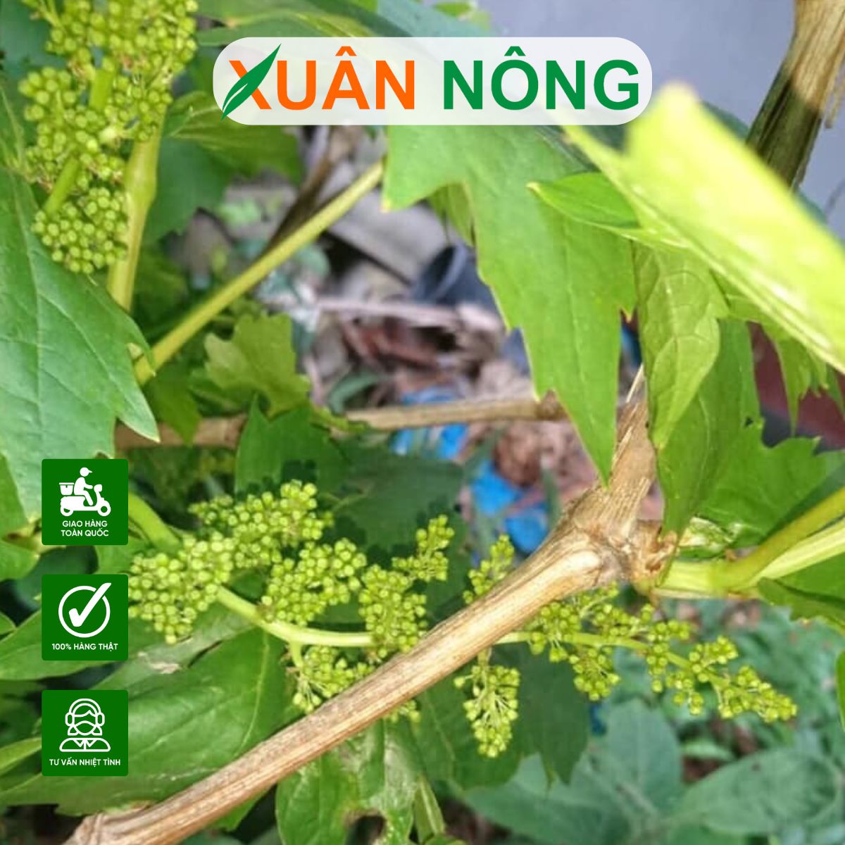 hoa-nho-keo