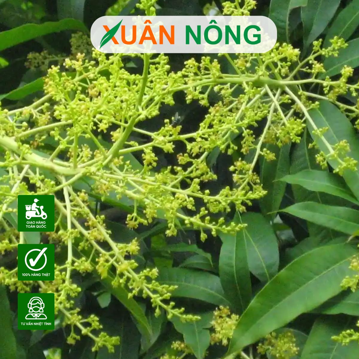hoa-nho