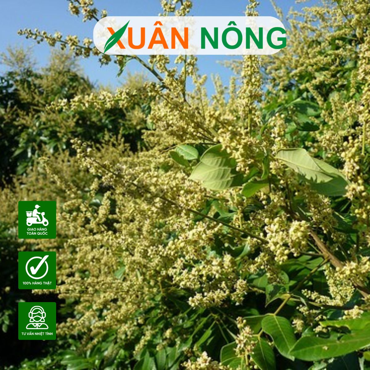 hoa-xoai-do-nhat-ban
