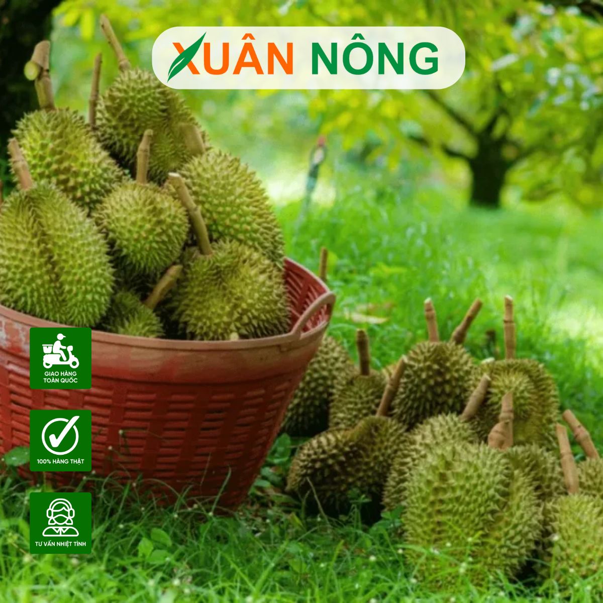 huong-dan-tuoi-nam-trichoderma-cho-sau-rieng-dung-cach-hieu-qua-2
