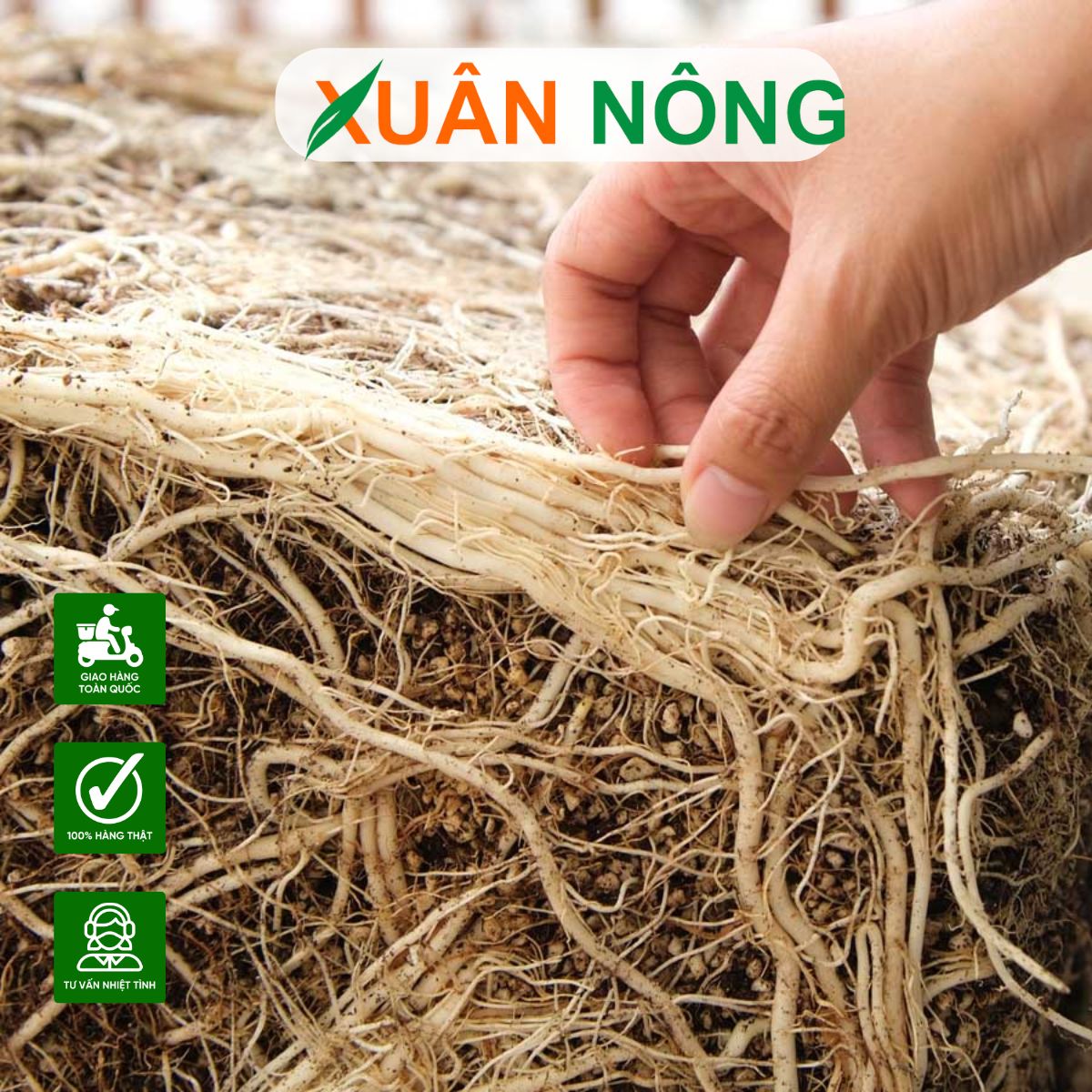 kich-re-cay-an-trai-2