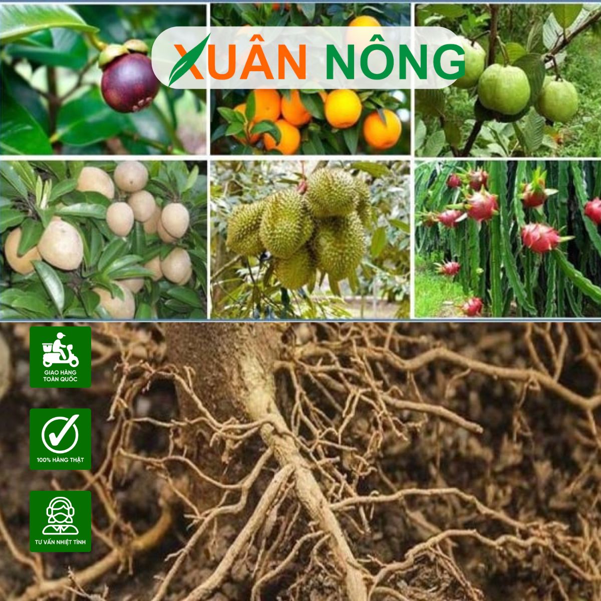 kich-re-cay-an-trai-3