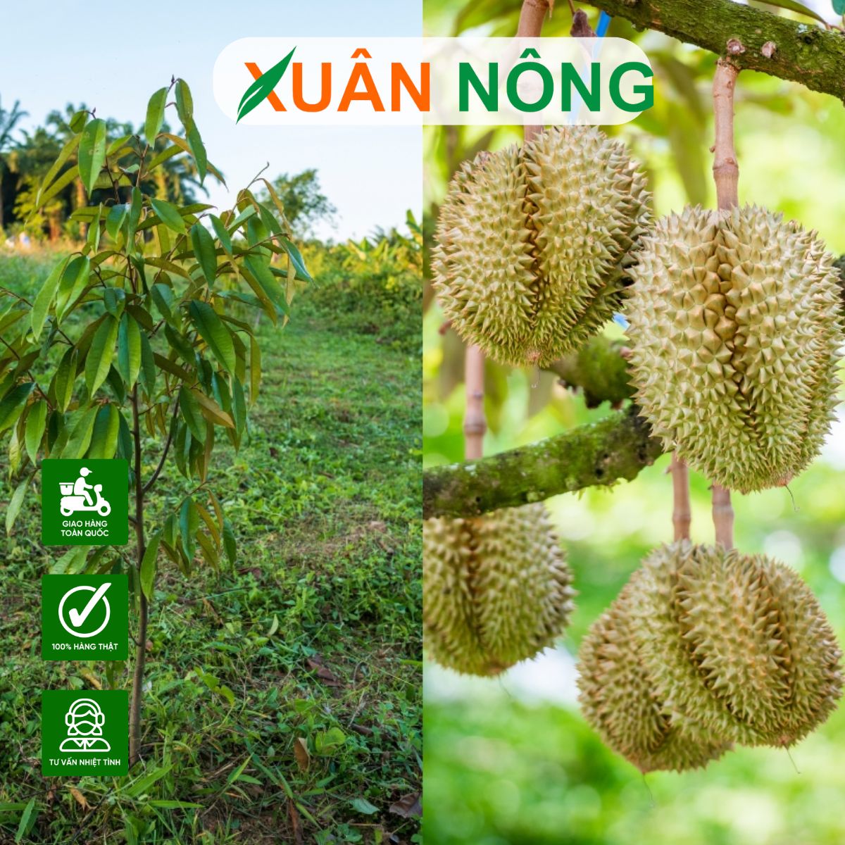 kich-re-cay-an-trai 2