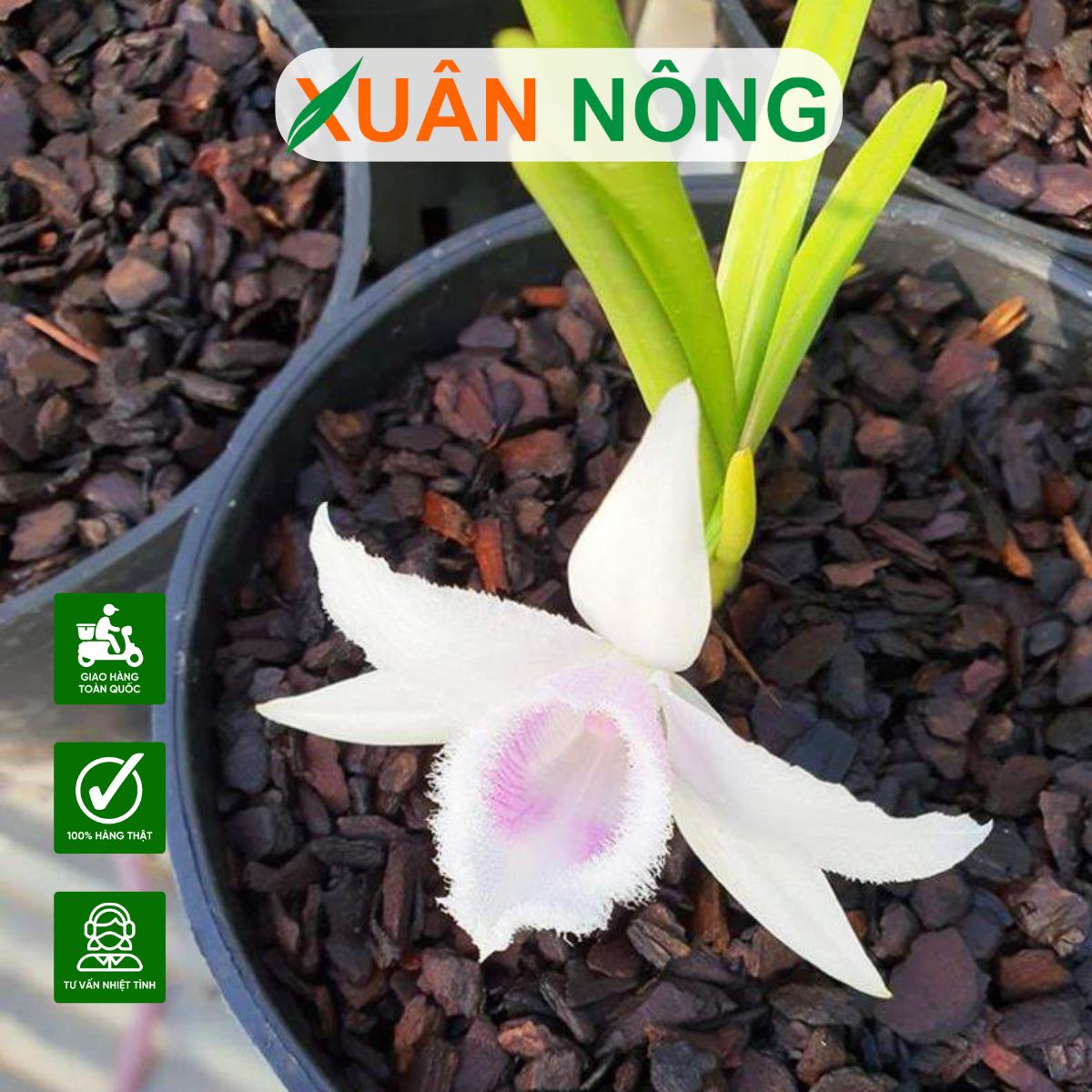 kich-re-hoa-lan-n3m