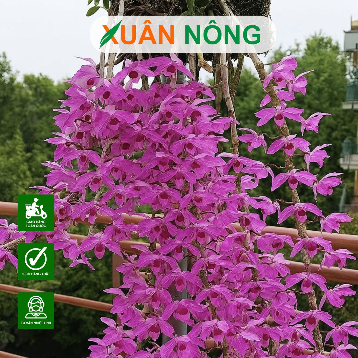 lan-bao-hy