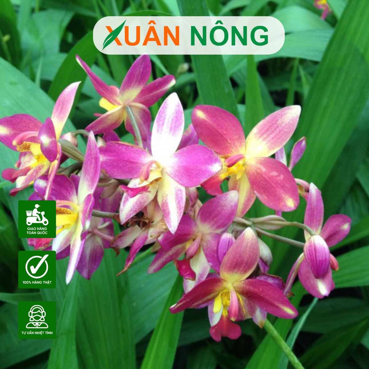 lan-chu-dinh
