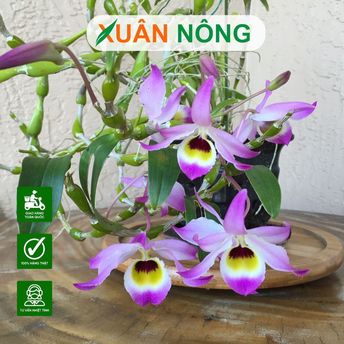 lan-chuoi-ngoc