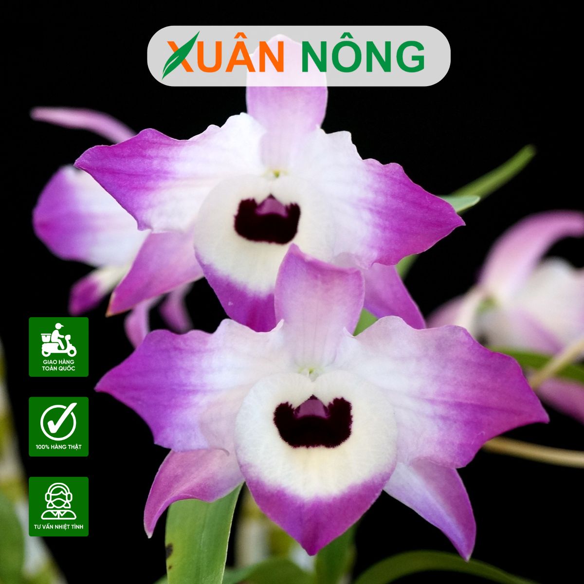 lan-dui-ga