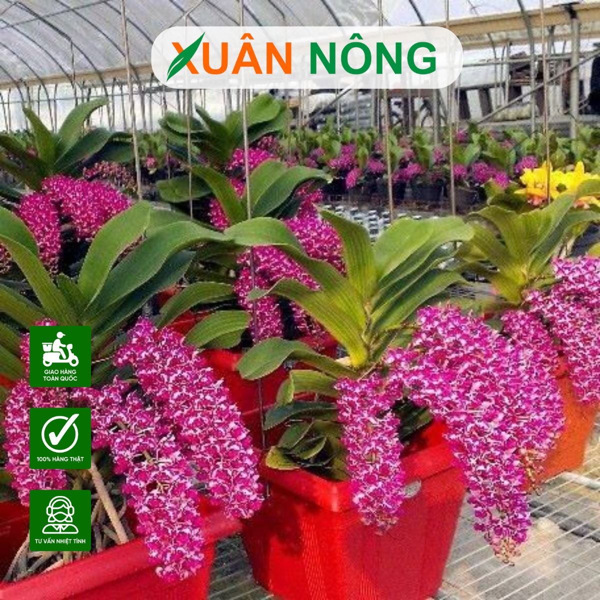 lan-duoi-chon