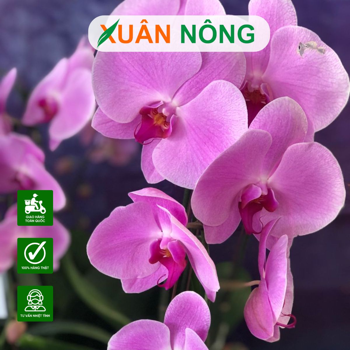 lan-ho-diep
