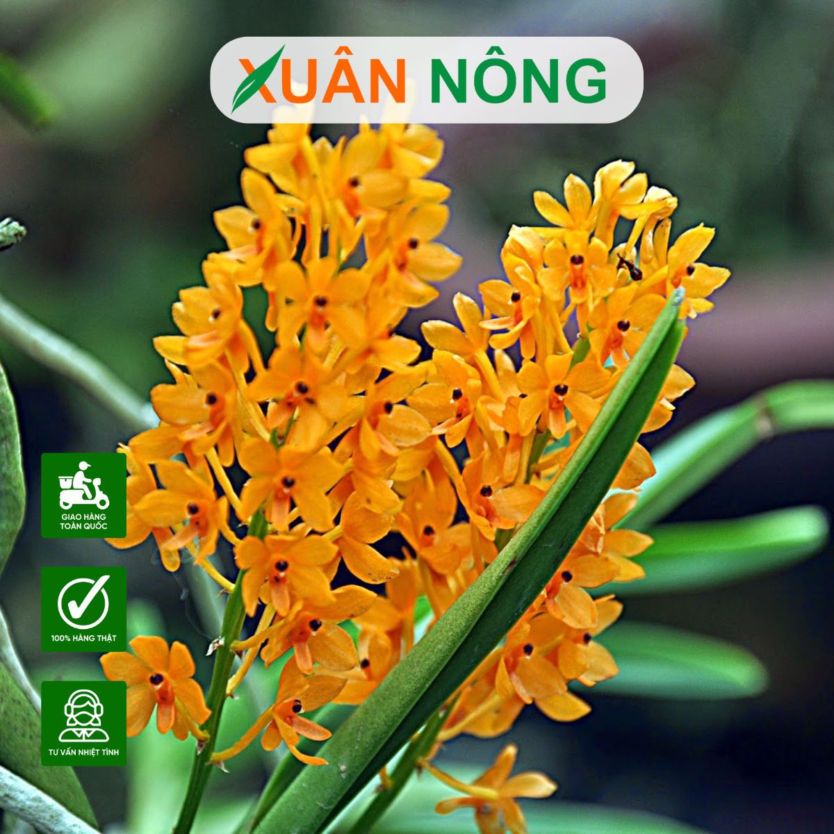 lan-hoa-hoang-lan-cam