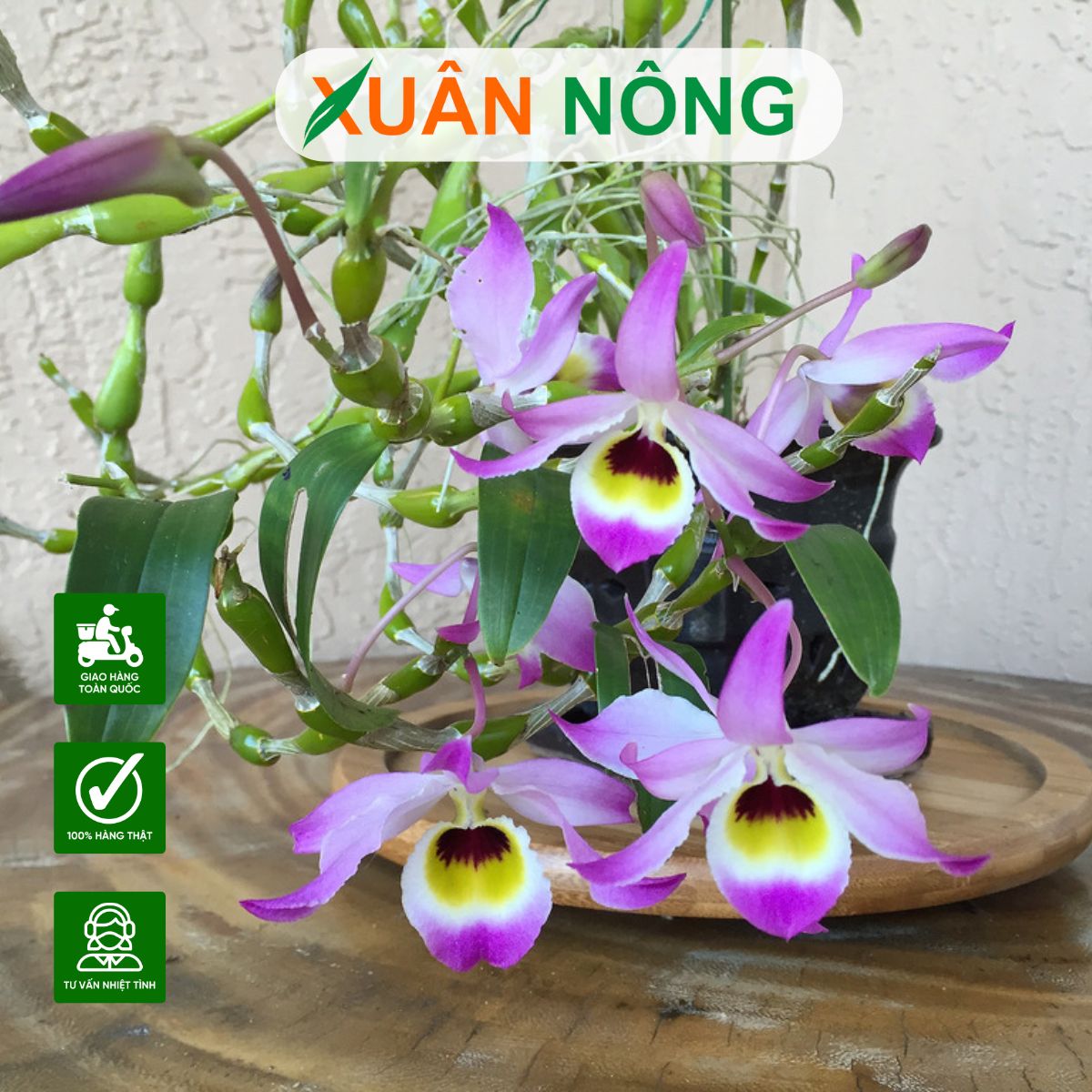 lan-hoang-thao-mat-ngoc