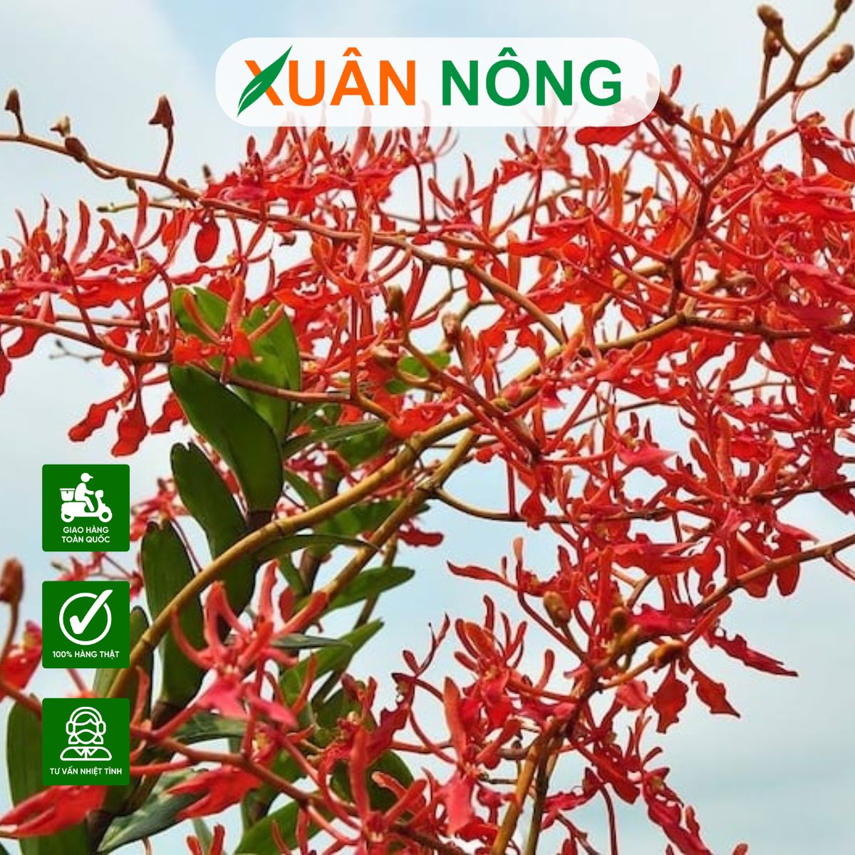 lan-huyet-nhung-trung