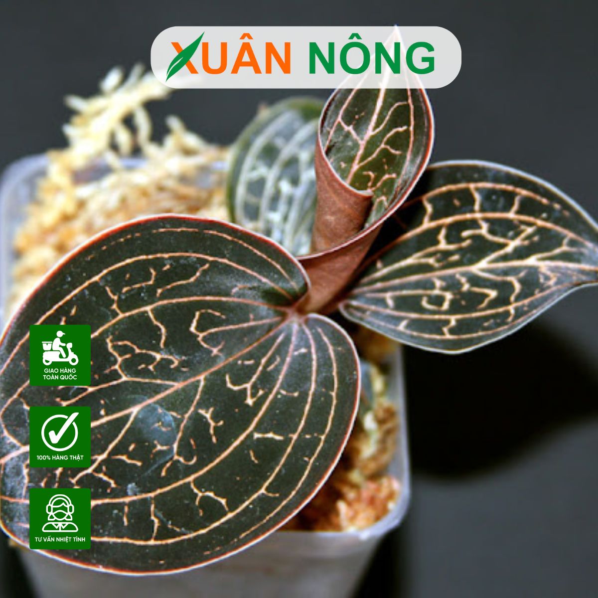 lan-kim-tuyen-sapa