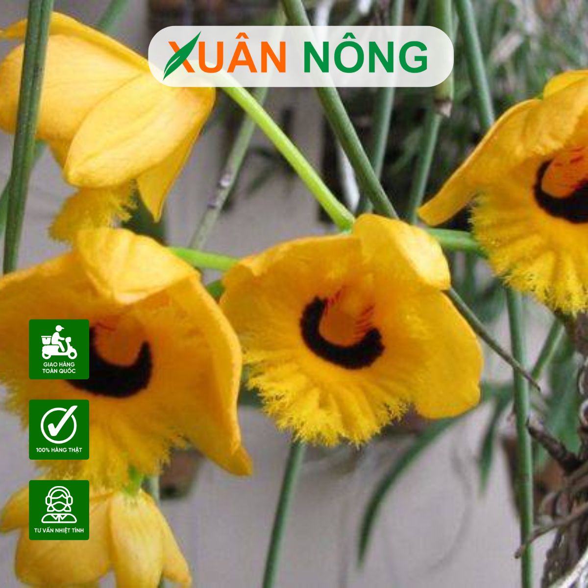 lan-long-nhan