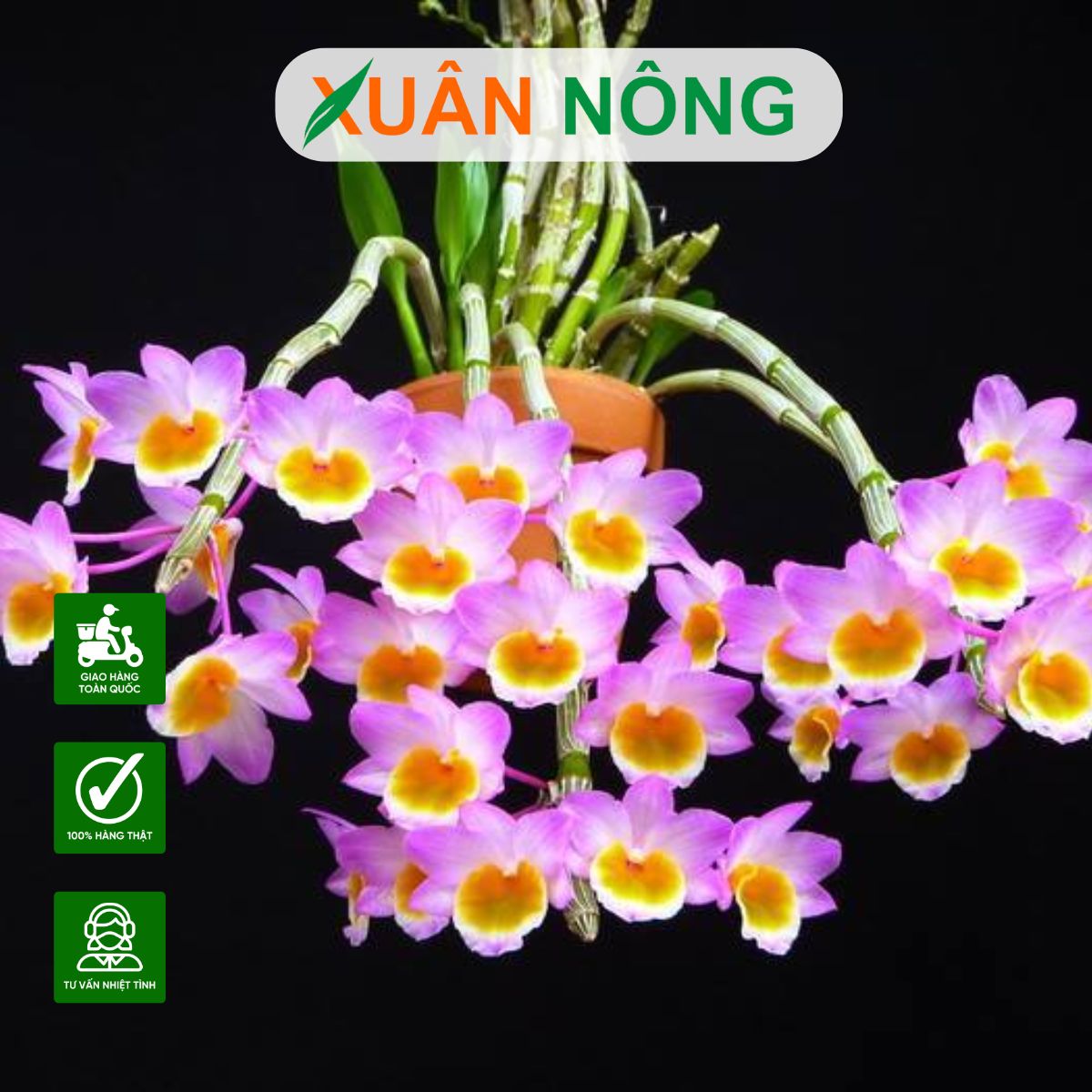 lan-long-tu-lao