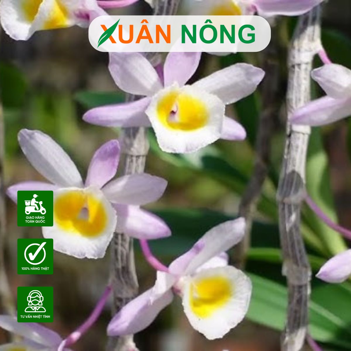 lan-long-tu