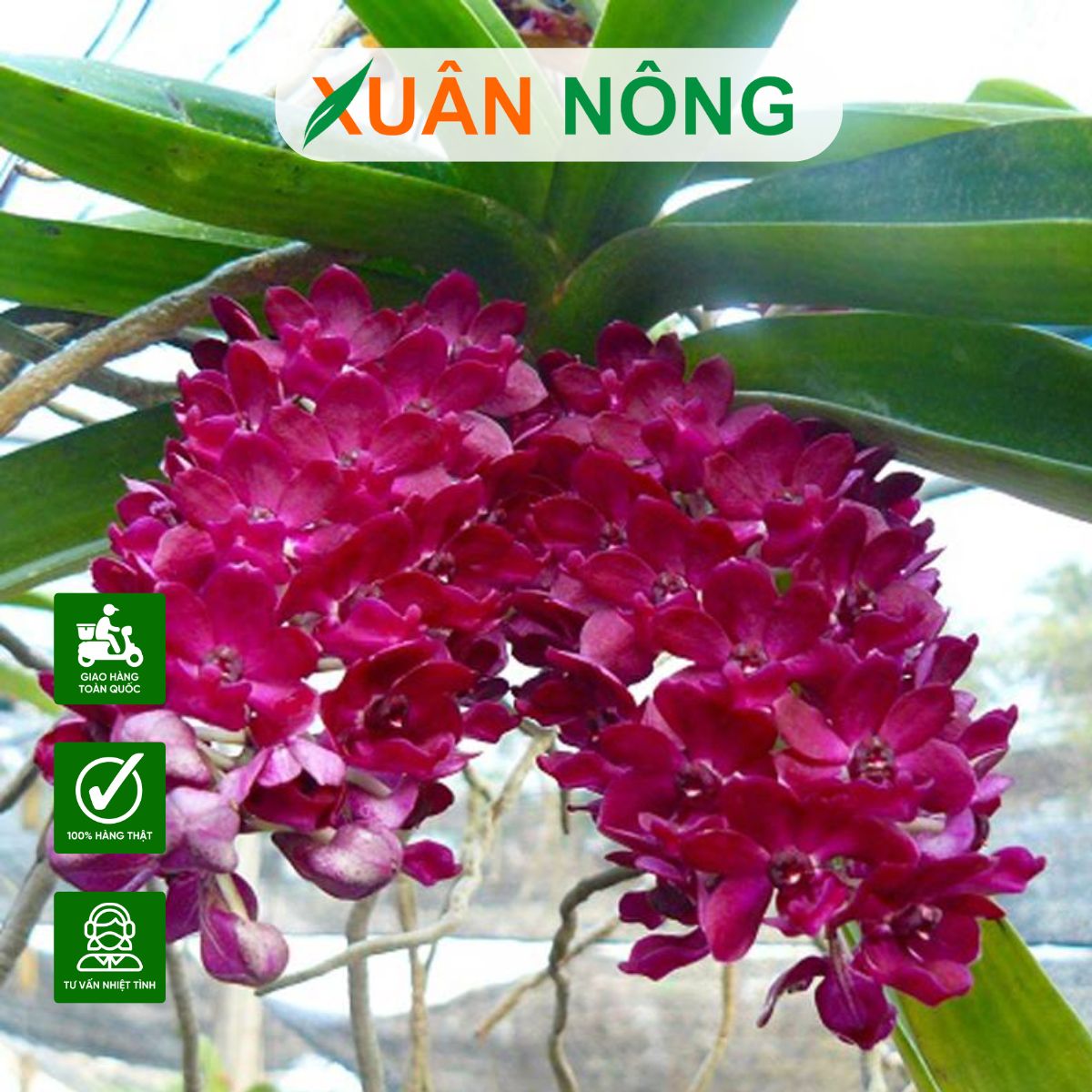 lan-ngoc-diem