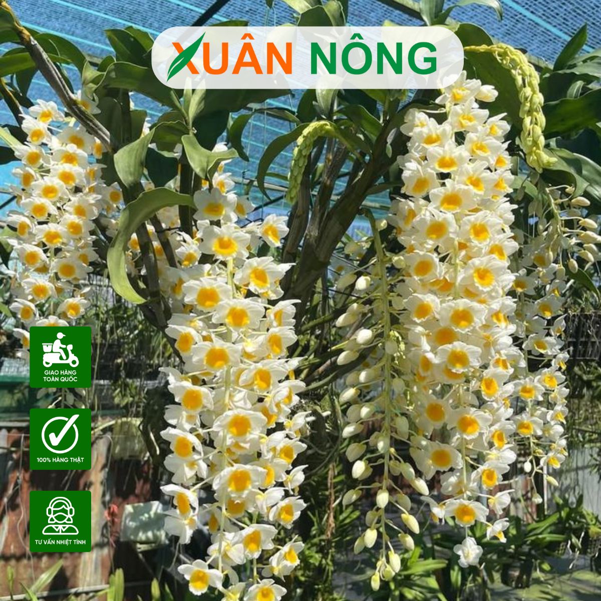 lan-phi-diep
