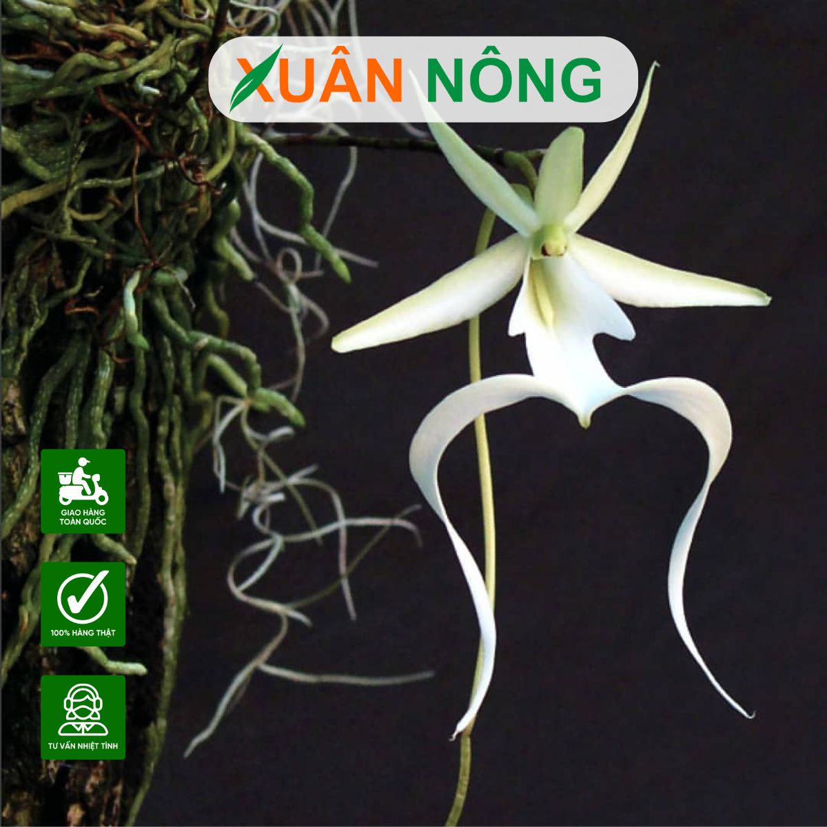 lan-phong-ma