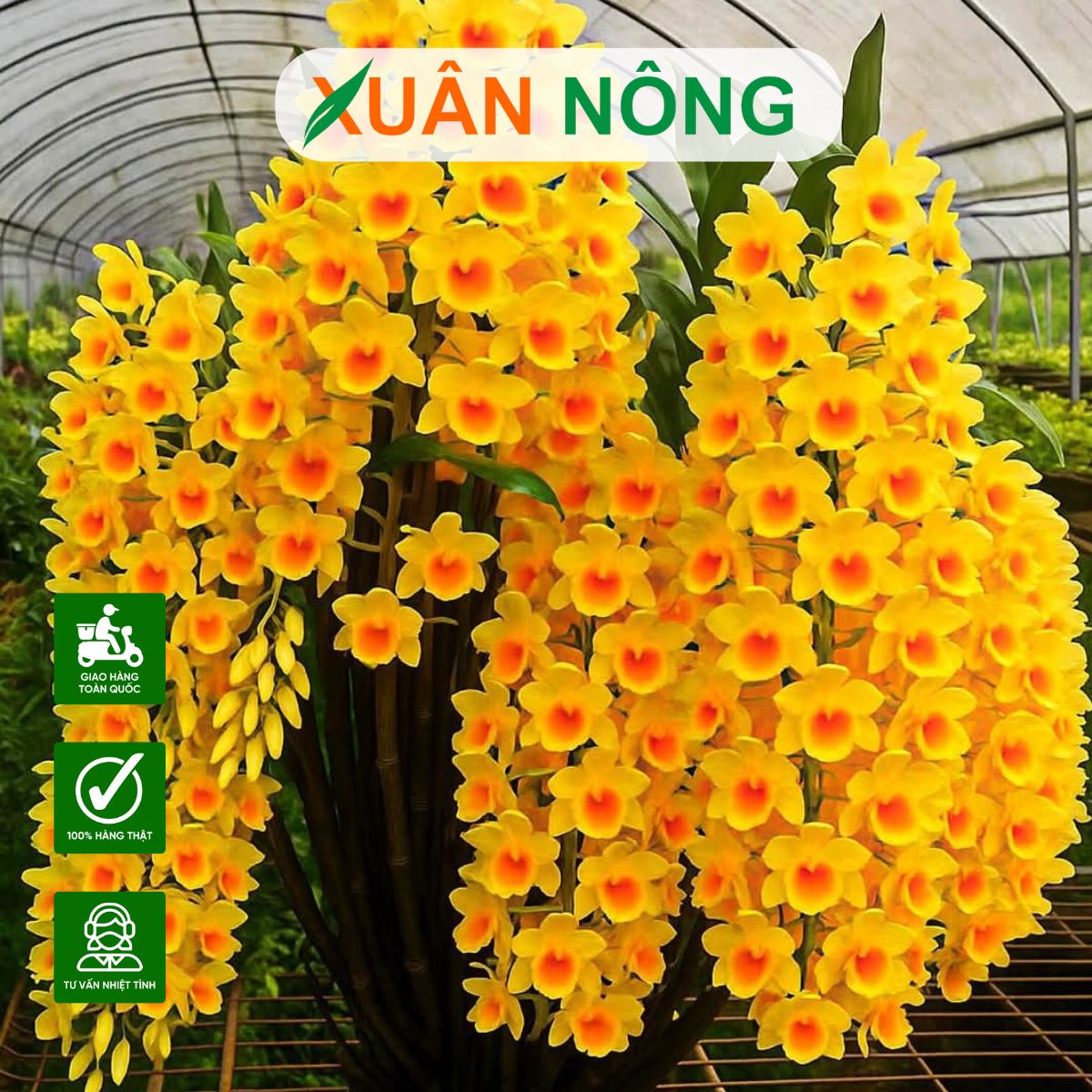 lan-thuy-tien-mo-ga