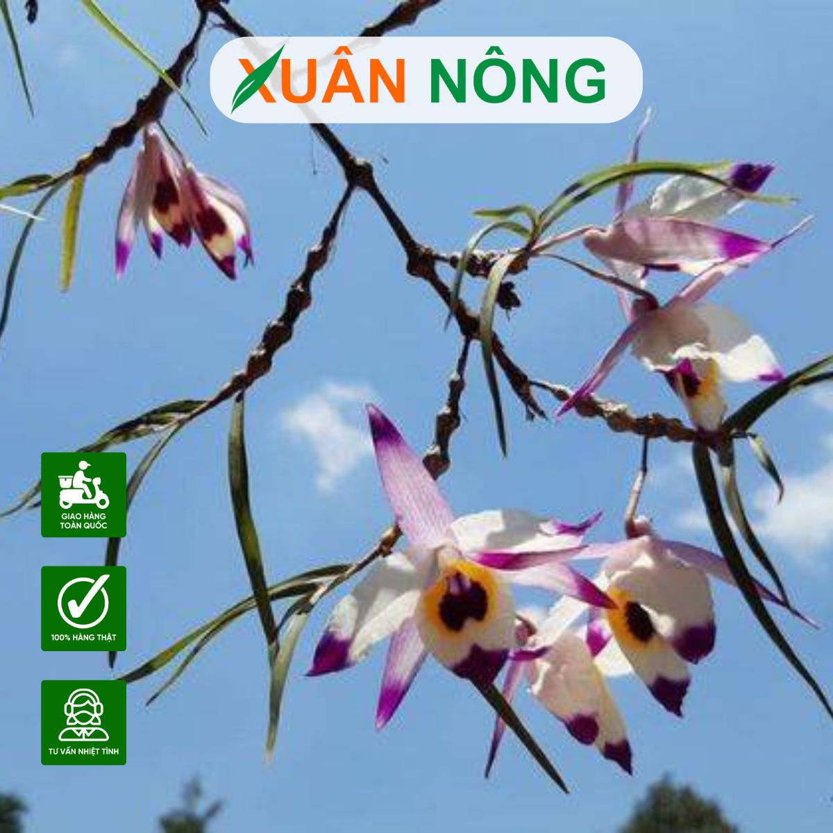 lan-truc-manh