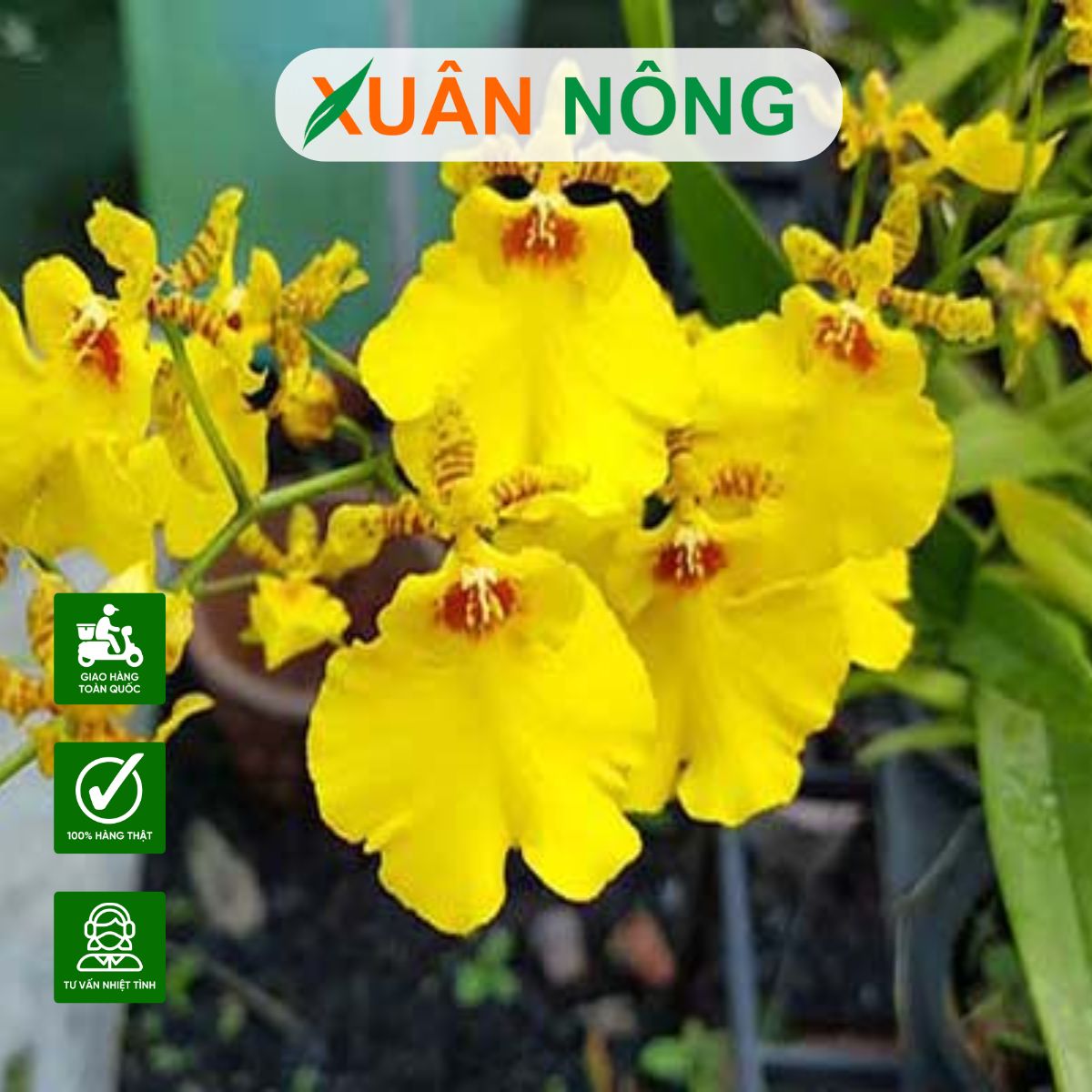 lan-vu-nu