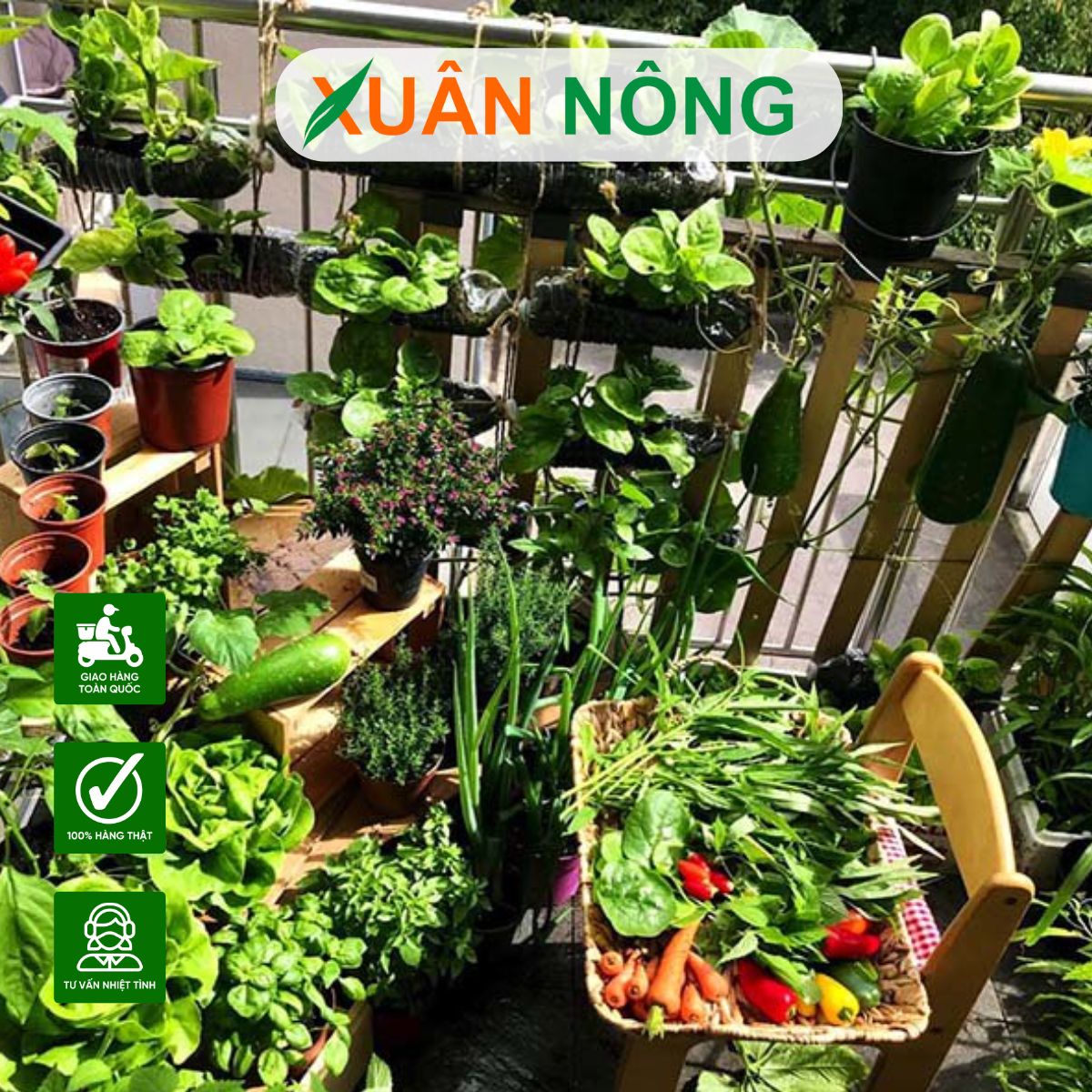 luan-phien-trong-trong-chau