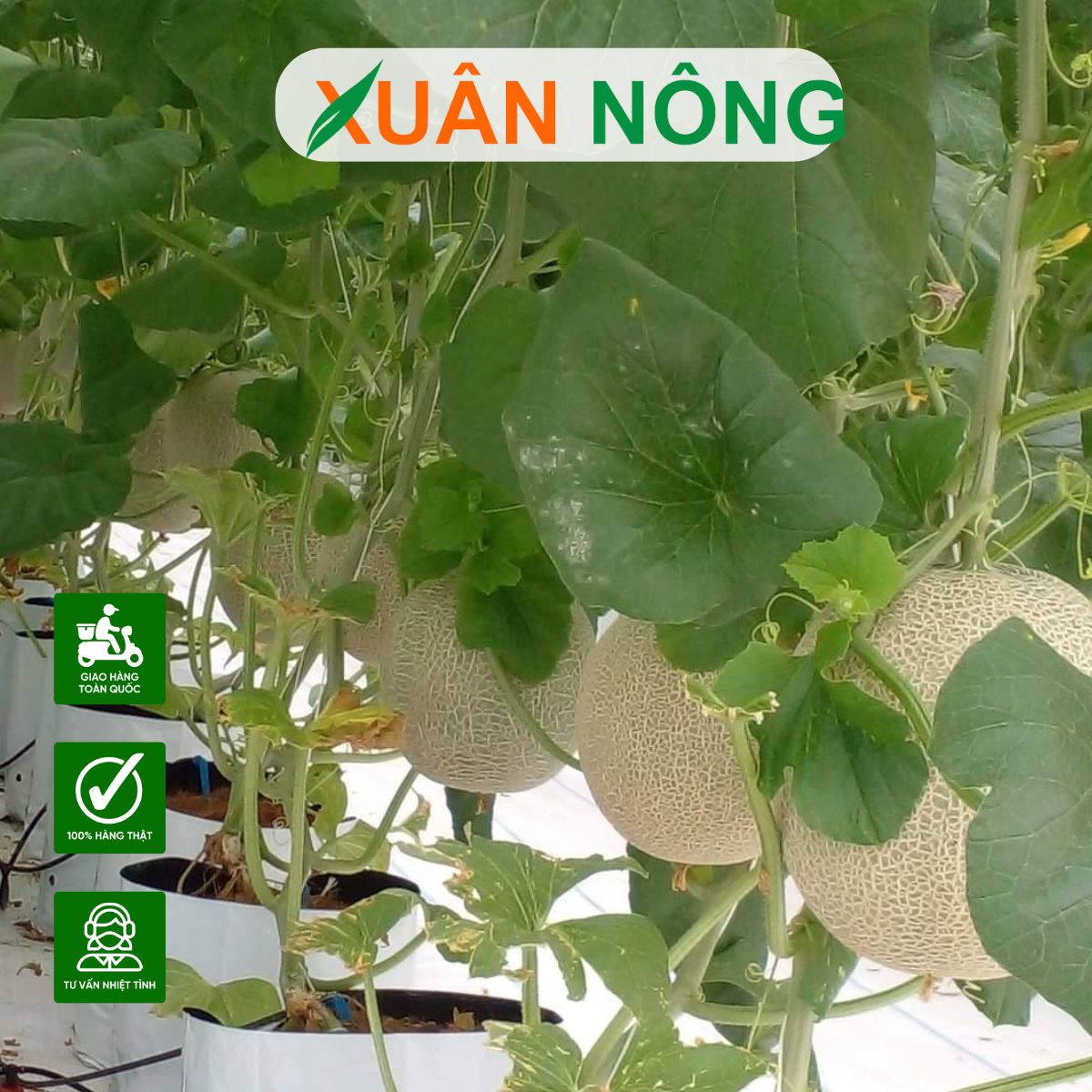 mo-hinh-nha-mang-trong-dua-luoi-8