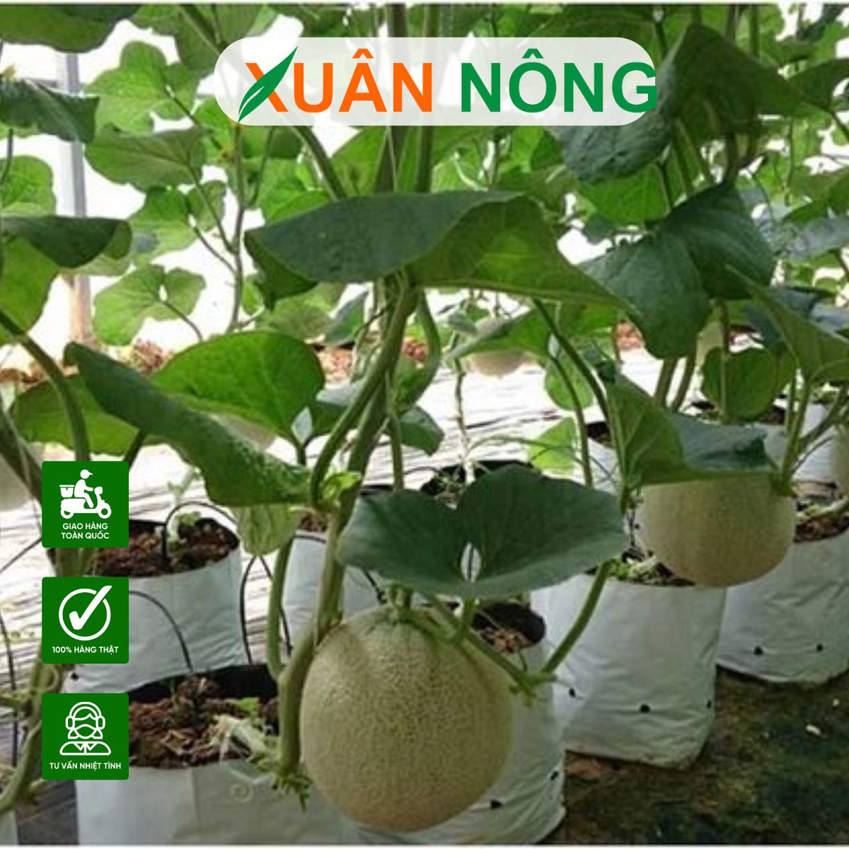 mo-hinh-nha-mang-trong-dua-luoi-xuan-nong-8
