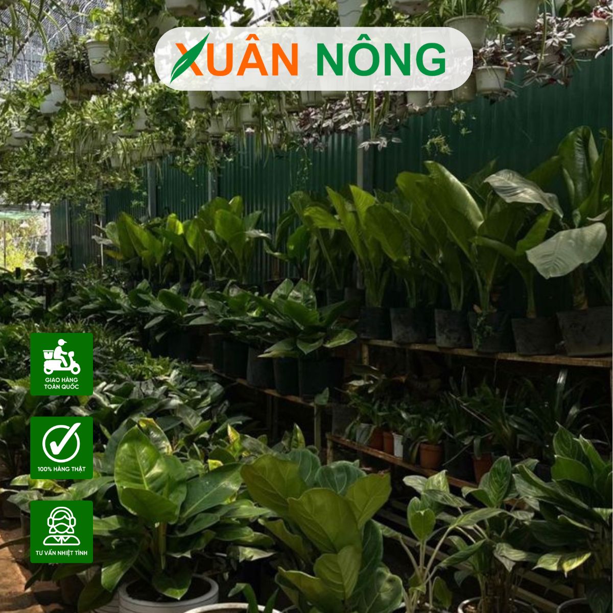 mua-cay-giong-canh-1