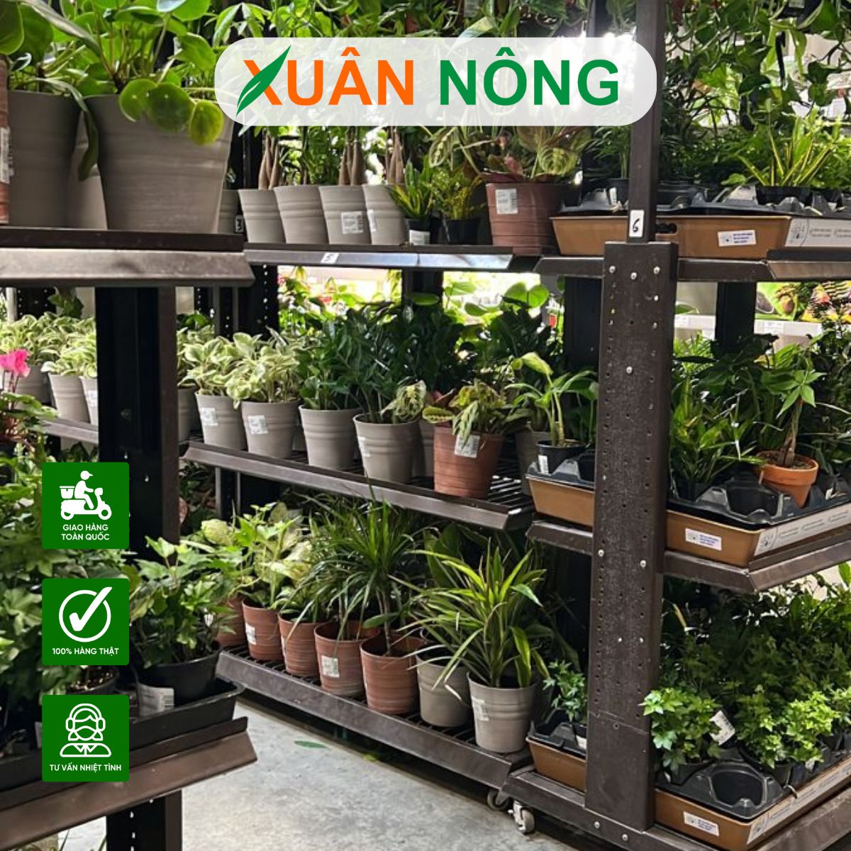 mua-cay-giong-canh