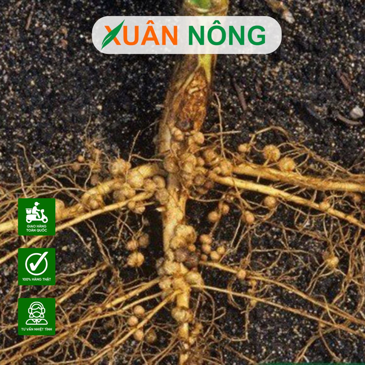 nam-trichoderma-co-diet-duoc-tuyen-trung-va-nam-benh-khong-1