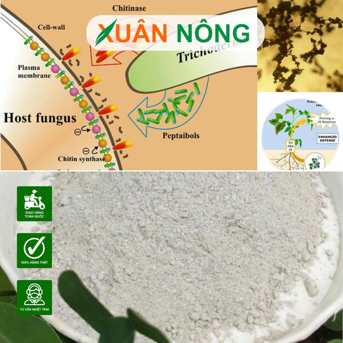 nam-trichoderma-la-gi-thanh-phan-cong-dung-va-cach-dung-1