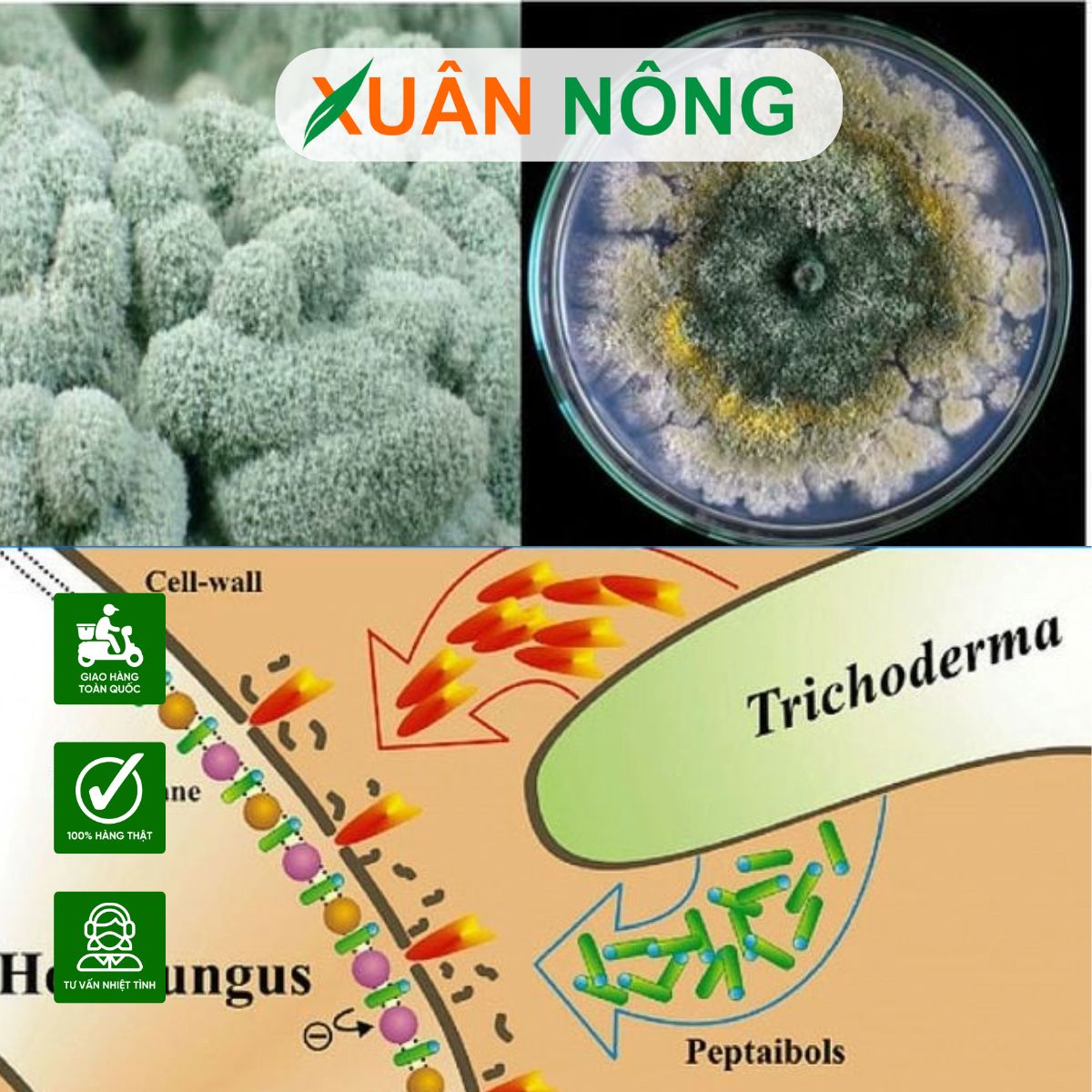 nam-trichoderma-la-gi-thanh-phan-cong-dung-va-cach-dung