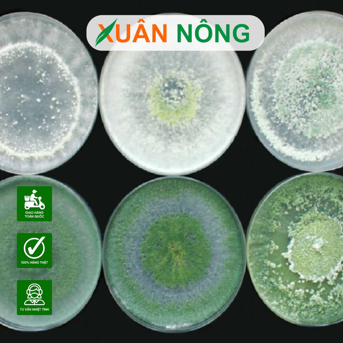 nam-trichoderma-loai-nao-tot-co-doc-khong-1 1