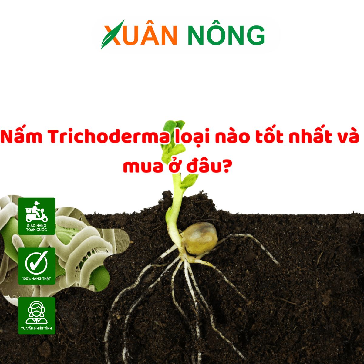 nam-trichoderma-loai-nao-tot-co-doc-khong-3