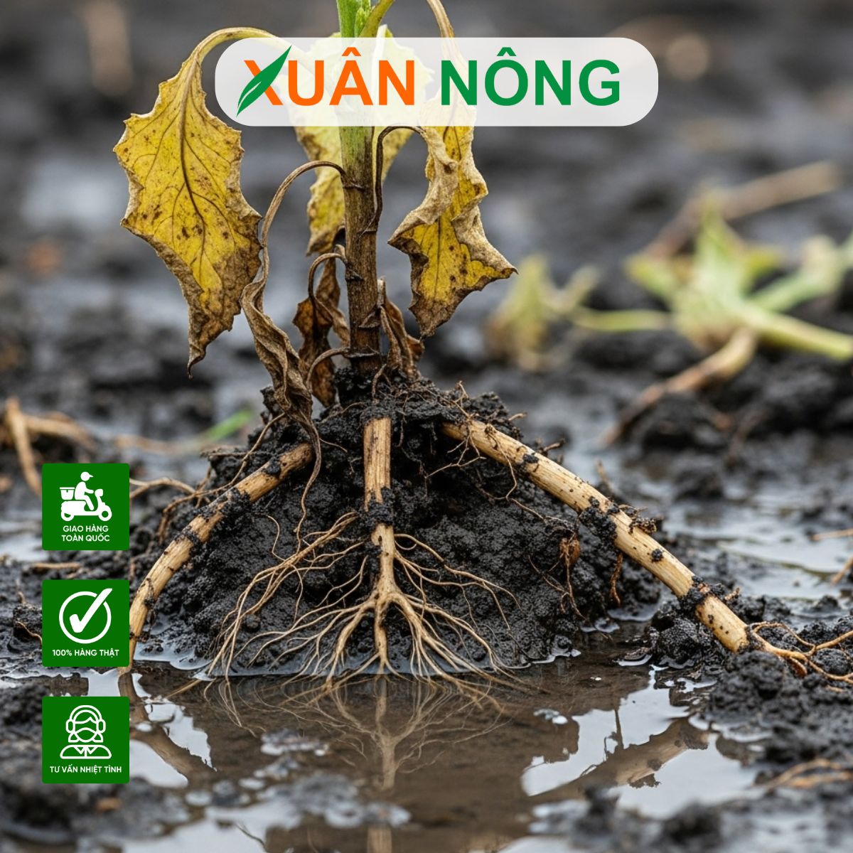 ngap-ung-nuoc