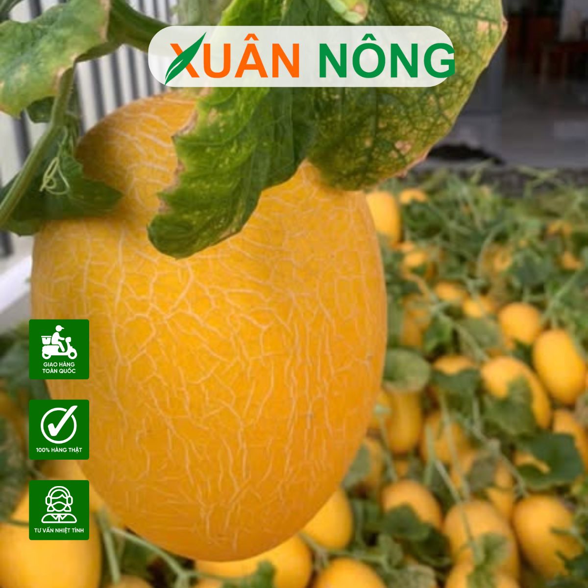 nha-kinh-trong-dua-luoi-4