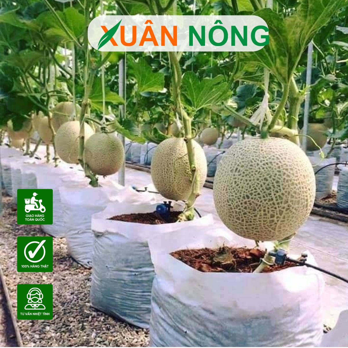 nha-mang-trong-cay-dua-luoi