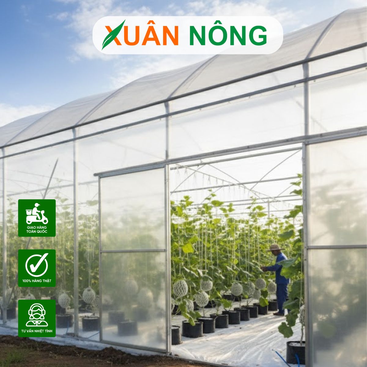 nha-mang-trong-dua-luoi-12