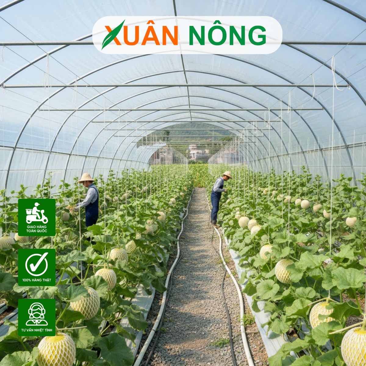 nha-mang-trong-dua-luoi-13