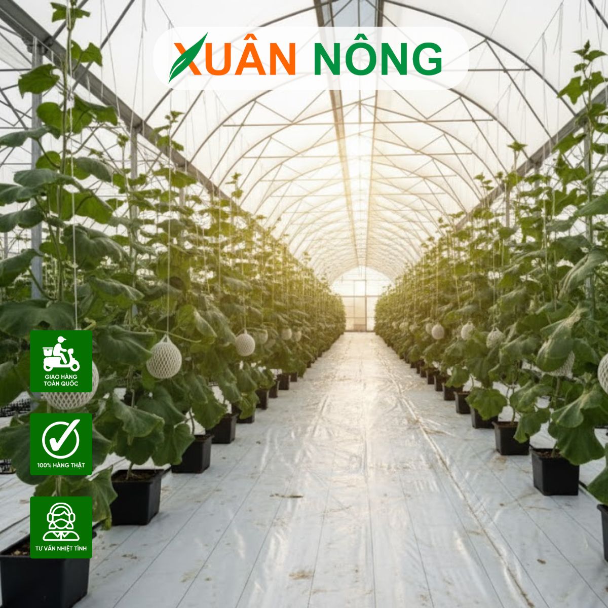 nha-mang-trong-dua-luoi-14