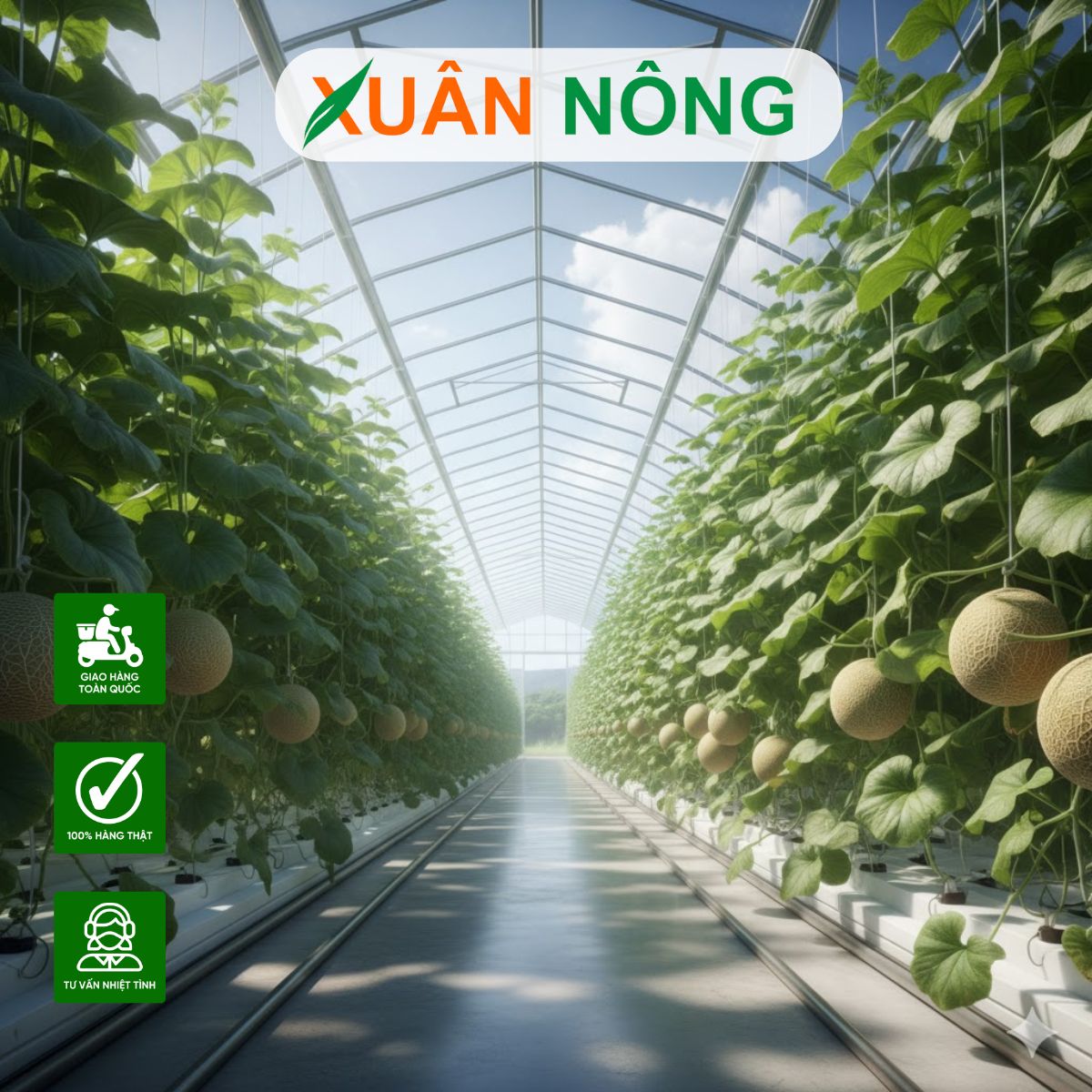 nha-mang-trong-dua-luoi-17