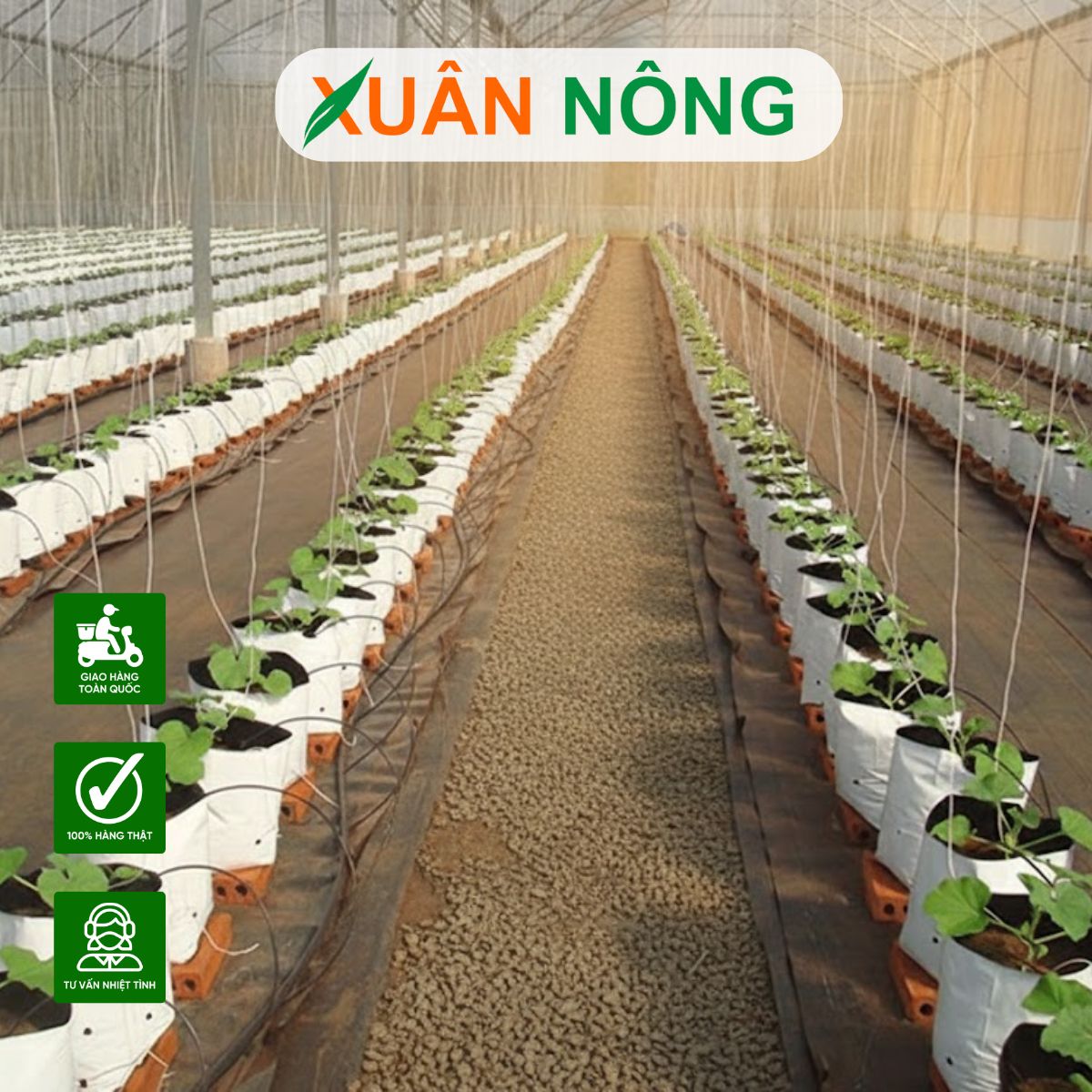 nha-mang-trong-dua-luoi-7