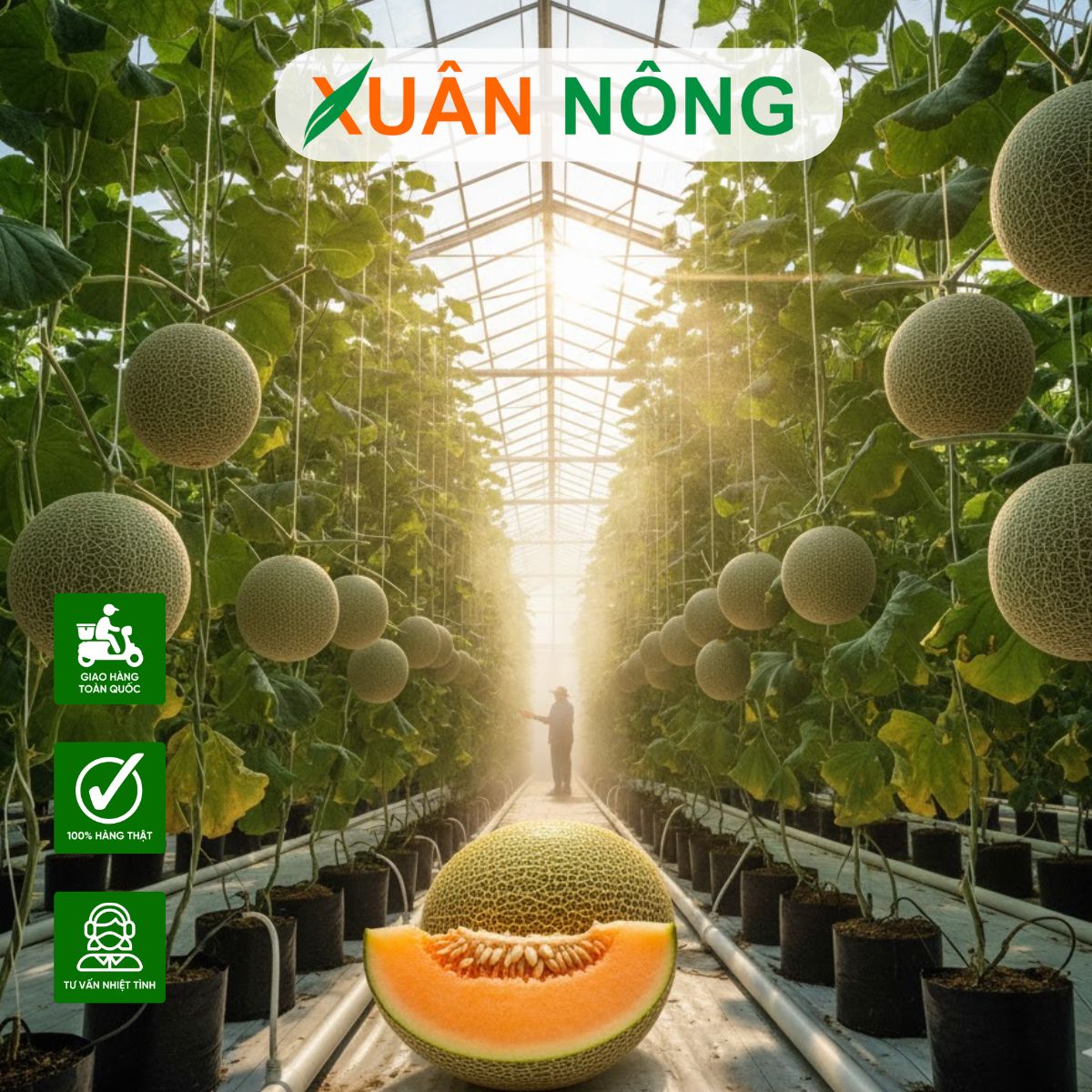 nha-mang-trong-dua-luoi-8